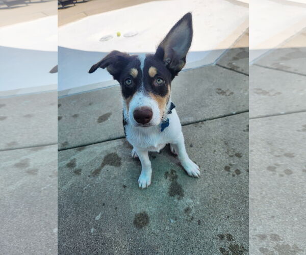 Medium Photo #5 Australian Shepherd-Beagle Mix Puppy For Sale in Plainfield, IL, USA