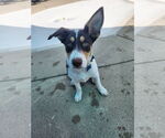 Small #4 Australian Shepherd-Beagle Mix