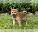Puppy Brent Shiba Inu