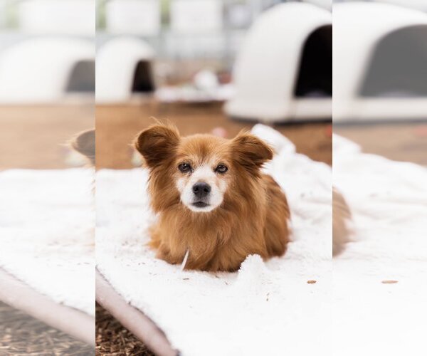 Medium Photo #4 Pomeranian Puppy For Sale in  Ramona, CA, USA