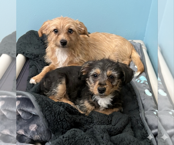 Medium Photo #4 Mutt Puppy For Sale in Spring Lake, NJ, USA