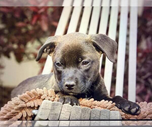 Medium Photo #1 Mutt Puppy For Sale in Sandy, UT, USA
