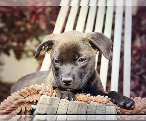 Mutt Dogs for adoption in Sandy, UT, USA