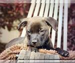 Small Mutt