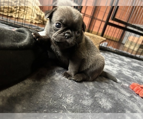 Medium Photo #8 Pug Puppy For Sale in BLOOMINGTON, IL, USA