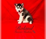 Puppy Roland Siberian Husky