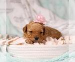 Small #13 Poodle (Toy)
