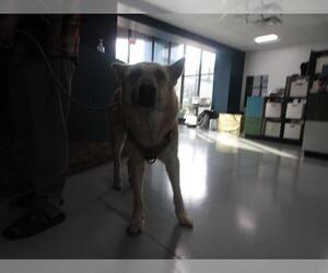 German Shepherd Dog-Unknown Mix Dogs for adoption in Temple, TX, USA