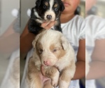 Small Photo #2 Australian Shepherd Puppy For Sale in HOLDENVILLE, OK, USA