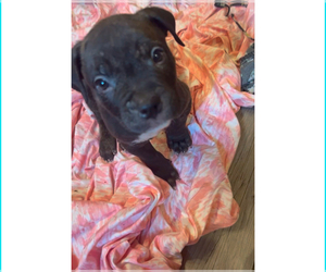 American Bulldog-American Bully Mix Puppy for sale in LANSFORD, PA, USA