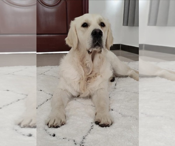 Medium Photo #5 English Cream Golden Retriever Puppy For Sale in PORT RICHEY, FL, USA