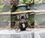 Small #6 French Bulldog