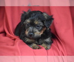 Tucker - Male Yorkipoo Puppy for Sale - Photo #3