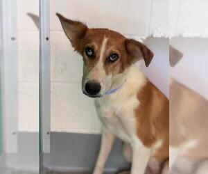 German Shepherd Dog-Unknown Mix Dogs for adoption in Visalia, CA, USA