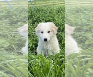 Great Pyrenees Puppy for Sale in CANOGA, New York USA