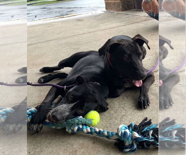 Medium Photo #3 Labrador Retriever-Staffordshire Bull Terrier Mix Puppy For Sale in Conway, AR, USA