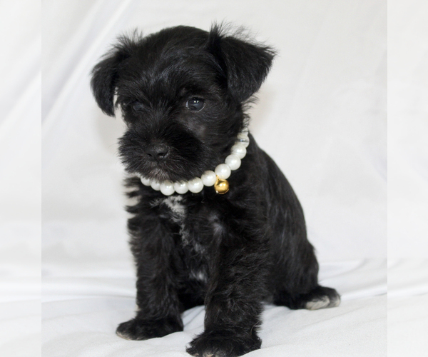 Medium Photo #6 Schnauzer (Miniature) Puppy For Sale in BROOKSVILLE, FL, USA