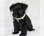 Small #5 Schnauzer (Miniature)