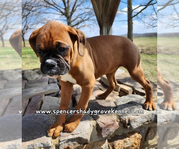 Medium Photo #10 Boxer Puppy For Sale in CABOOL, MO, USA