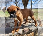 Small Photo #10 Boxer Puppy For Sale in CABOOL, MO, USA