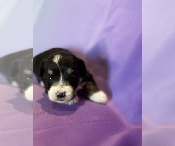 Medium Photo #8 Corgipoo Puppy For Sale in LONGMONT, CO, USA