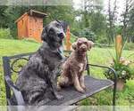 Small Photo #3 Sheprador Puppy For Sale in MILLVILLE, MN, USA
