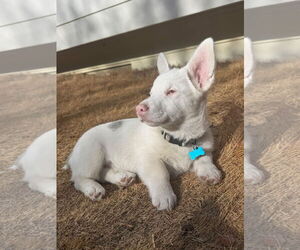 Mutt Dogs for adoption in Denver , CO, USA