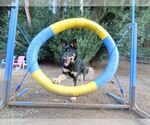 Small #1 German Shepherd Dog