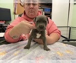 Small Photo #7 American Pit Bull Terrier Puppy For Sale in TACOMA, WA, USA