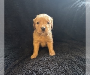 Golden Retriever Puppy for sale in JACKSONVILLE, FL, USA