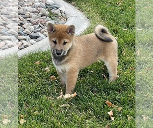 Shiba Inu Puppy for sale in FORT COLLINS, CO, USA