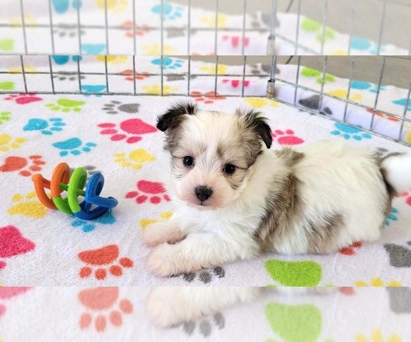 Medium Photo #4 Papitese Puppy For Sale in ORO VALLEY, AZ, USA