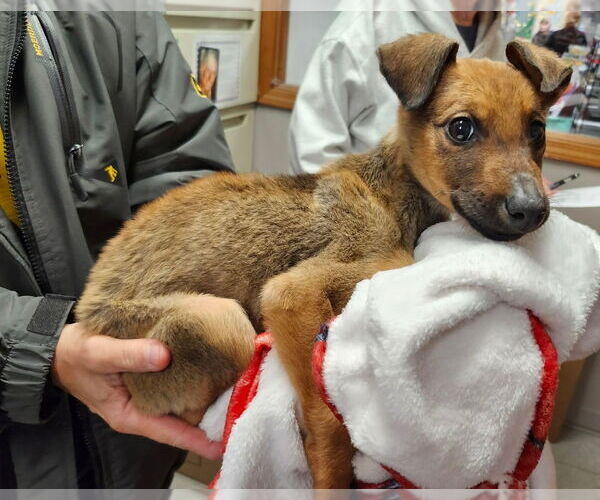 Medium Photo #3 Mutt Puppy For Sale in Imlay City, MI, USA