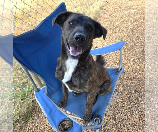 Medium Photo #3 Mountain Cur-Unknown Mix Puppy For Sale in Anniston, AL, USA