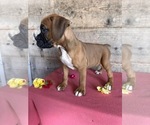 Small #9 Boxer