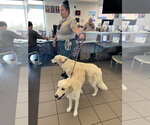 Small #1 Golden Retriever Mix