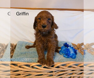 Goldendoodle-Poodle (Miniature) Mix Puppy for sale in EAST EARL, PA, USA
