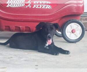 Lulu - Female Golden Retriever-Unknown Mix Dog for Adoption - Photo #3