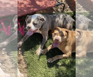 American Bulldog-Catahoula Leopard Dog Mix Dogs for adoption in Santa Clarita, CA, USA
