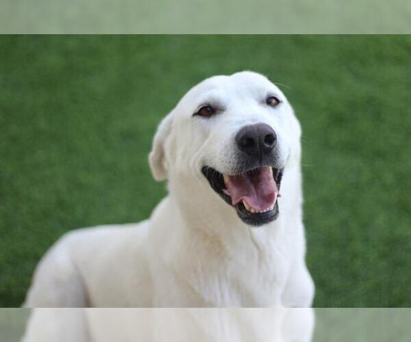 Medium Photo #1 Labrador Retriever-Unknown Mix Puppy For Sale in Grand Prairie, TX, USA