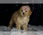 Small #4 Poodle (Miniature)