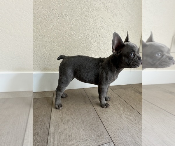 Medium Photo #2 French Bulldog Puppy For Sale in BAKERSFIELD, CA, USA
