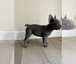 Small #1 French Bulldog