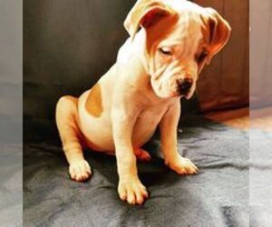 American Bulldog Puppy for sale in PORTLAND, OR, USA