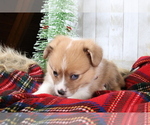 Small Photo #7 Australian Shepherd-Pembroke Welsh Corgi Mix Puppy For Sale in STAFFORD, VA, USA