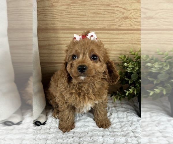 Medium Photo #4 Cavapoo (Standard) Puppy For Sale in GREENFIELD, IN, USA