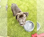 Small #5 Labrador Retriever Mix