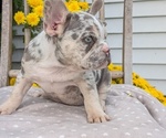 Small Photo #36 French Bulldog Puppy For Sale in GOSHEN, IN, USA