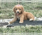 Small Photo #9 Goldendoodle Puppy For Sale in ARAB, AL, USA