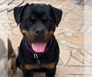 Bartleby - Adopted! - Female Rottweiler Dog for Adoption - Photo #2